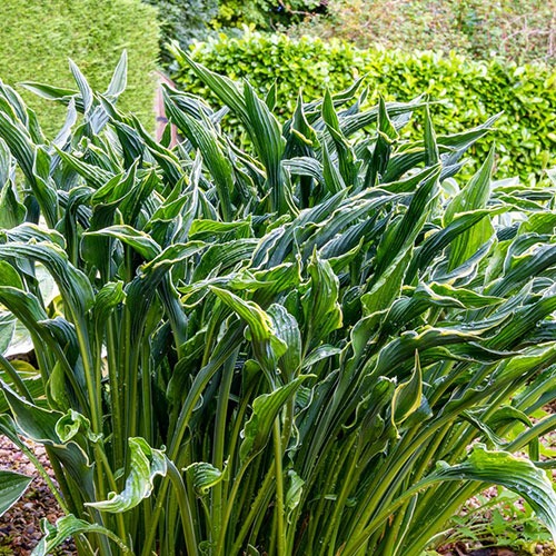 Hosta Praying Hands