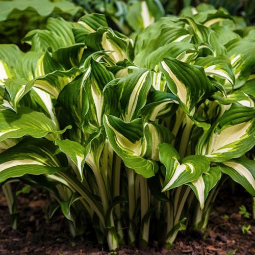 Hosta Whirlwind