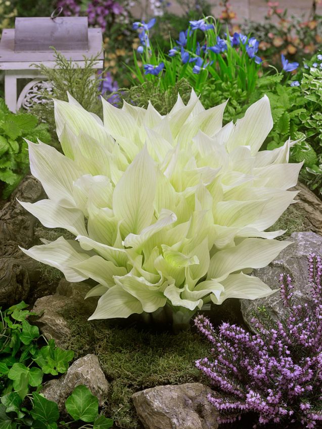 Hosta White Feather - imagine 3
