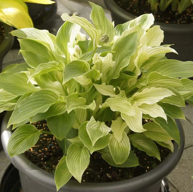 Hosta White Feather - imagine 2