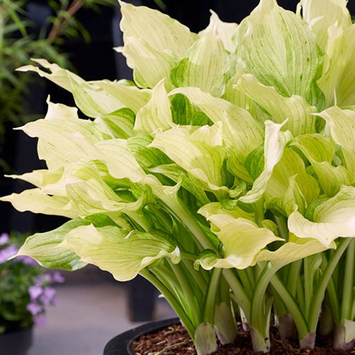 Hosta White Feather