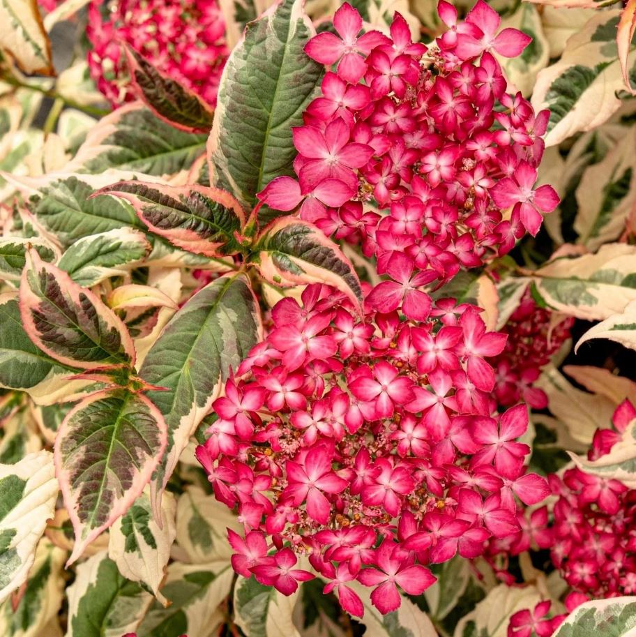 Hortensie serrata Euphoria Pink - imagine 3