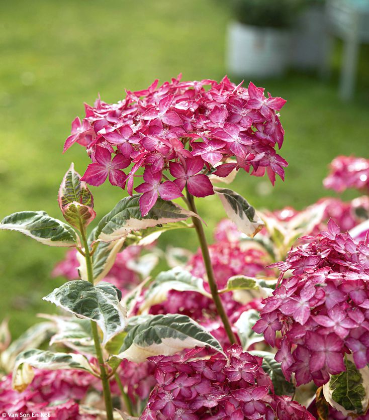 Hortensie serrata Euphoria Pink - imagine 2