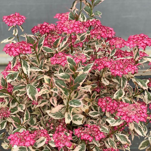 Hortensie serrata Euphoria Pink