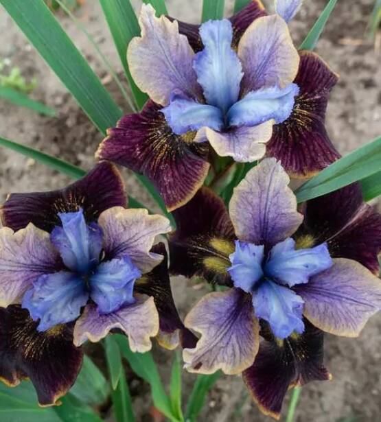 Iris sibirica Black Joker