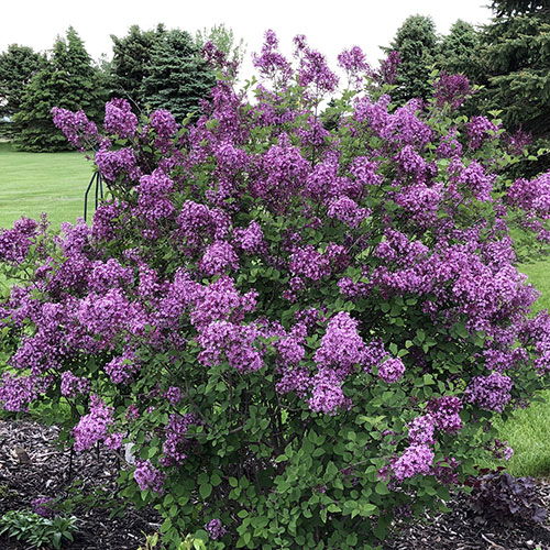 Liliac Bloomerang Dark Purple