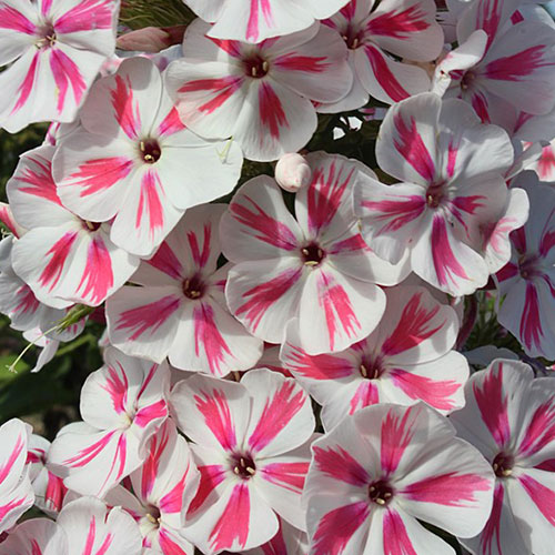 Phlox Twister