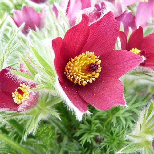 Pulsatilla Vulgaris Rubra