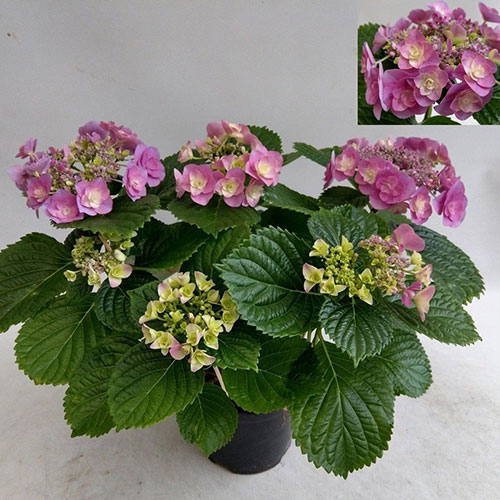 Hortensie Hovaria SuperStars Violet