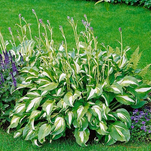 Hosta Undulata Mediovariegata
