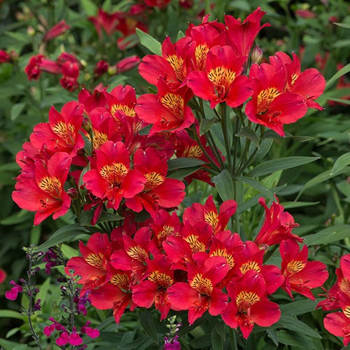 Alstroemeria Summer Pepper