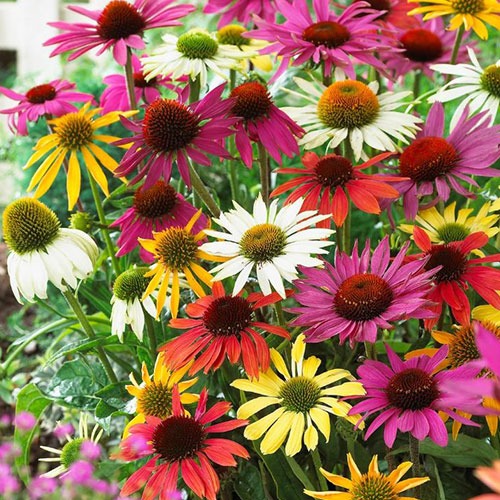 Echinacea Butterfly Mix