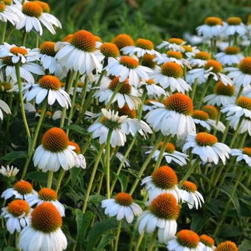 Echinacea Pow Wow White