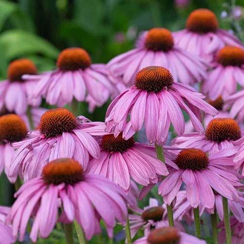 Echinacea Magnus