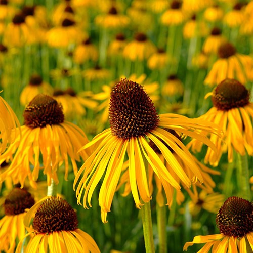 Echinacea Paradoxa