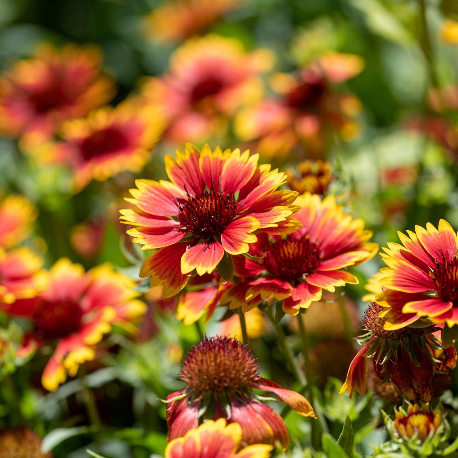 Gaillardia Spintop Yellow Touch - imagine 2