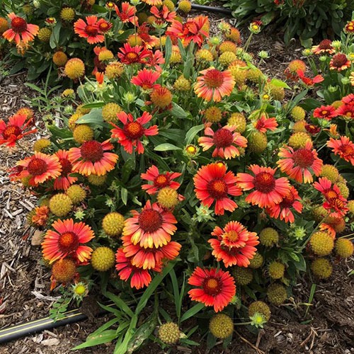 Gaillardia Spintop Yellow Touch