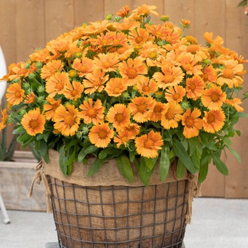 Gaillardia Spintop Mango