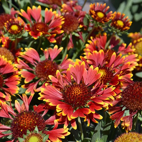 Gaillardia Spintop Orange Halo