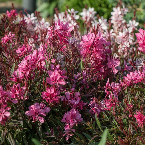 Gaura lindheimeri Gaudi Rose