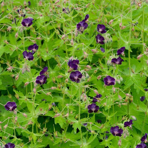 Geranium Raven