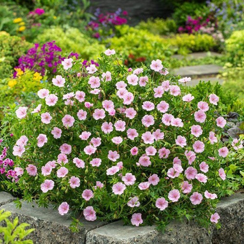 Geranium Apfelblüte 