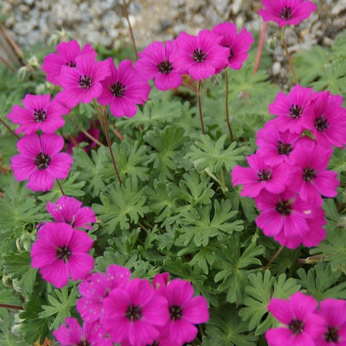 Geranium Subcaulescens