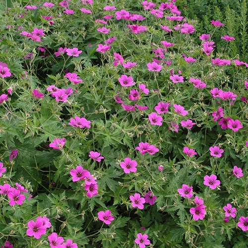 Geranium Avienmore