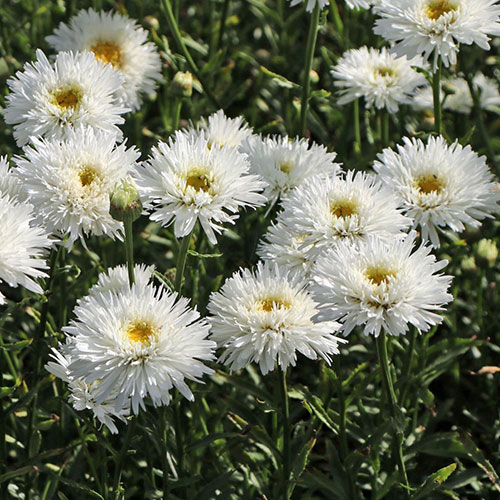 Leucanthemum Ooh La La Spider