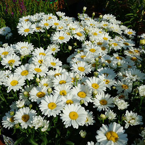 Leucanthemum Ooh La Lagrande