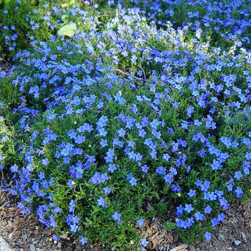Lithodora Grace Ward