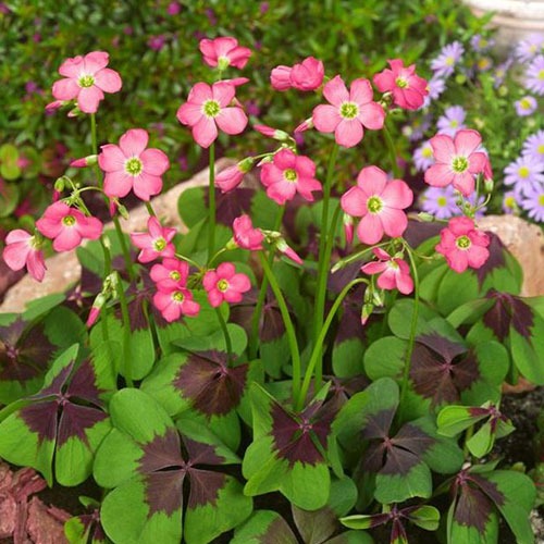 Oxalis Deppei