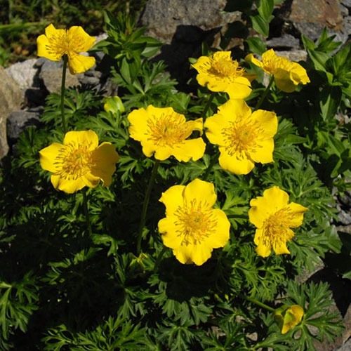 Trollius pumilus
