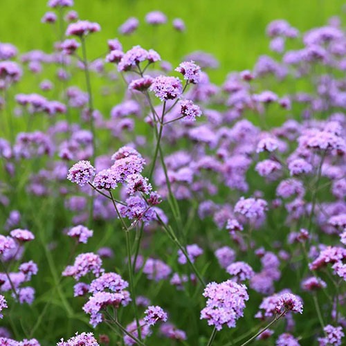 Verbena Violet Blue