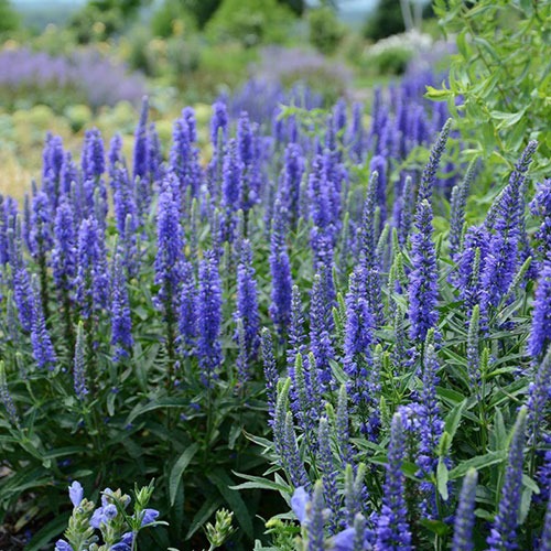 Veronica Spicata Anniversary Blue
