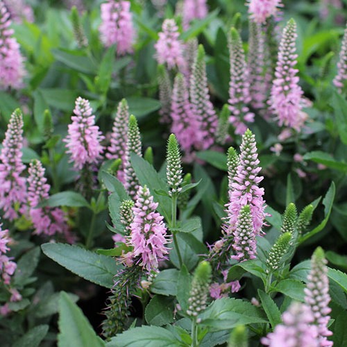 Veronica Candela Pink