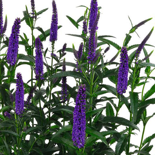 Veronica Candela Purple