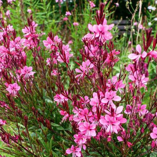 Gaura lindheimeri Pink
