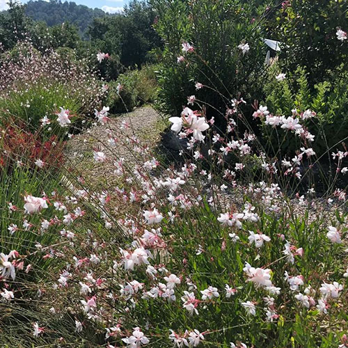 Gaura lindheimeri Gaudi White