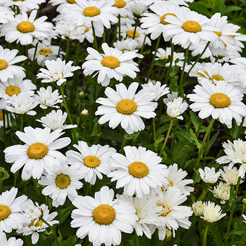 Leucanthemum Sweet Daisy Christine
