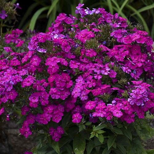 Phlox Paniculata Roberta