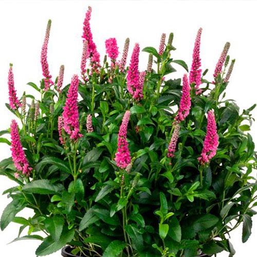 Veronica Candela Hot Pink