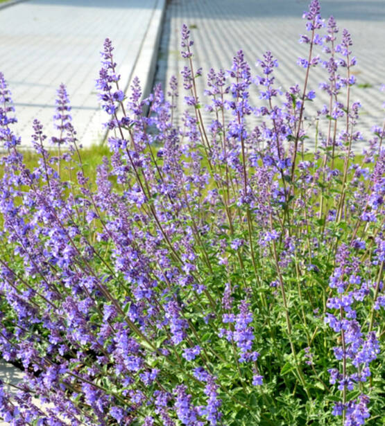 Nepeta Six Hills Giant