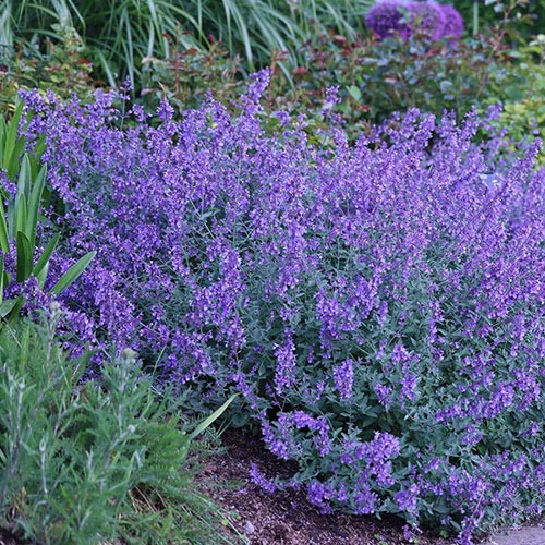 Nepeta Walker's Row