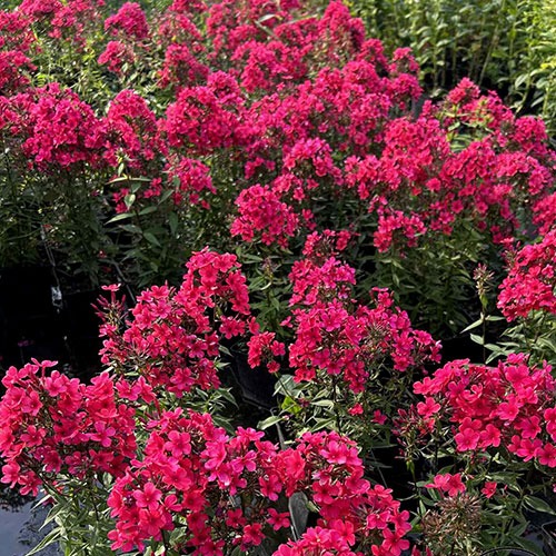 Phlox Bambini Cherry Crush