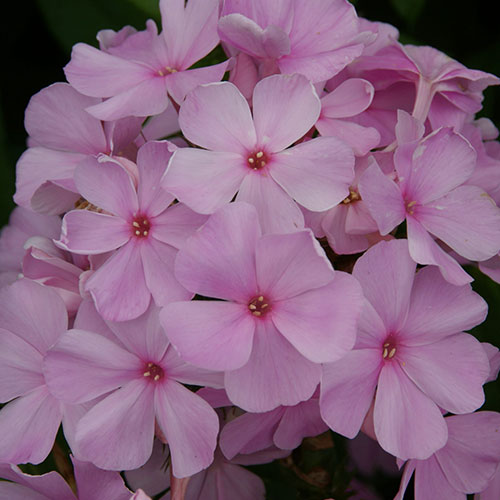 Phlox Paniculata Pinky Hill