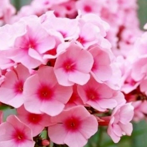 Phlox Brilliant