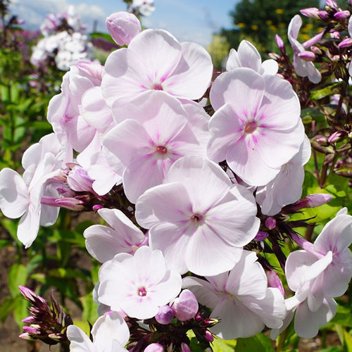 Phlox Monica Lynden